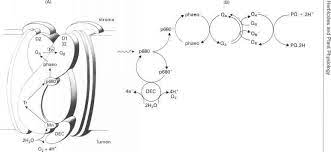 علف کش های گروه بازدارنده فتوسیستم 1